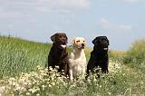 LABRADOR 376